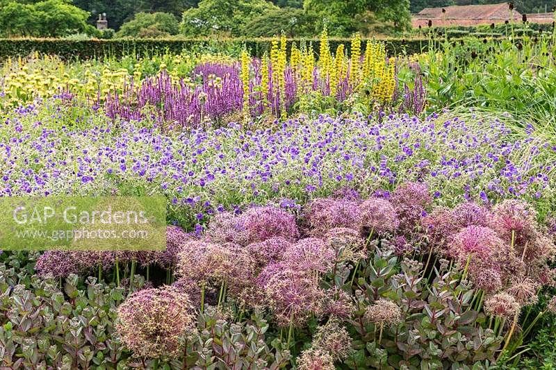 The Perennial Meadow at Scampston Hall Walled Garden, North Yorkshire, UK. Planting includes Allium cristophii, Geranium 'Brookside', Thermopsis caroliniana and Salvia 'Amethyst'.
