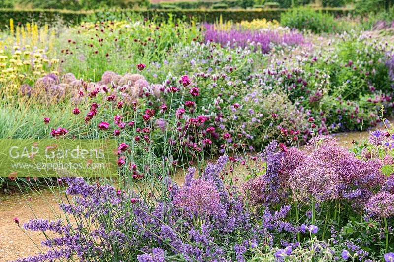 The Perennial Meadow at Scampston Hall Walled Garden, North Yorkshire, UK. Planting includes Allium cristophii, Nepeta racemosa 'Walker's Low' and Dianthus carthusianorum.