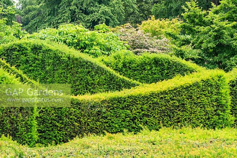 Clipped topiary Yew - Taxus hedges in The Sepentine Garden at Scampston Hall Walled Garden, North Yorkshire, UK. 