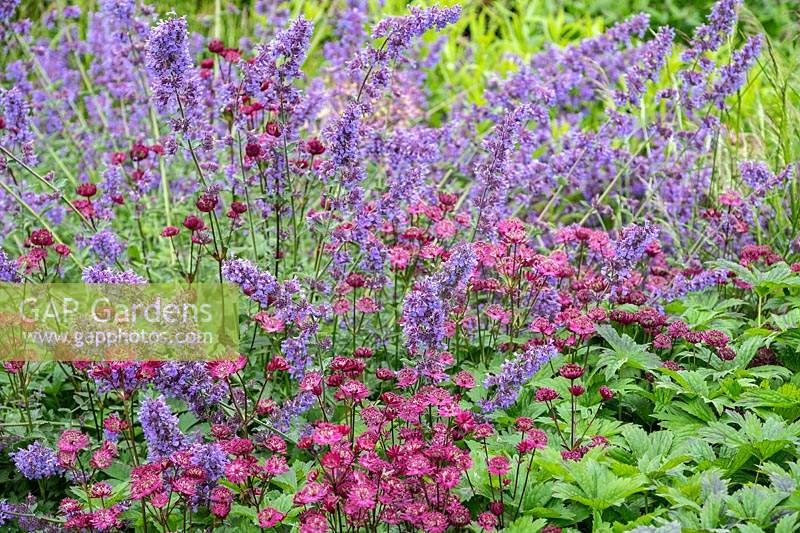 Border with Nepeta racemosa 'Walker's Low' and Astrantia major 'Claret'