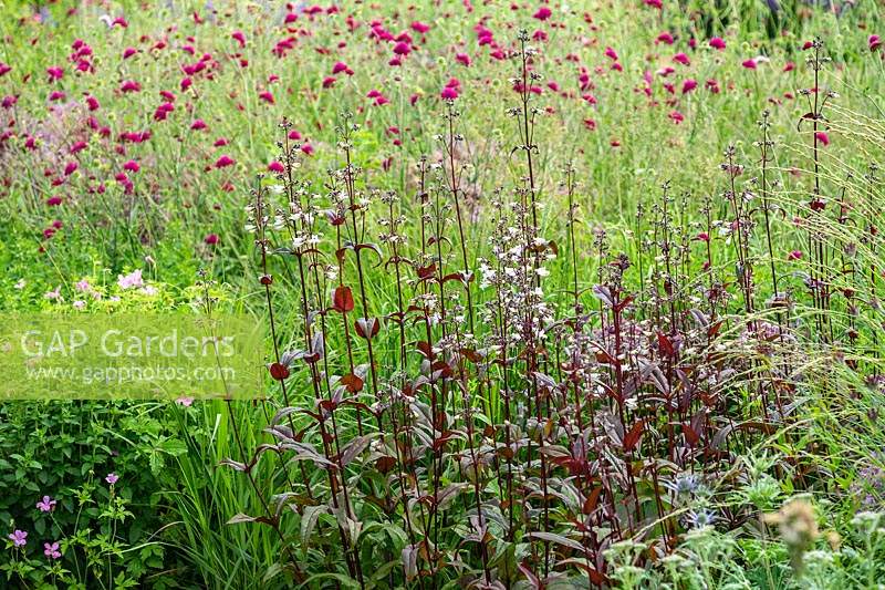 Mixed summer planting including a dark-leaved Penstemon and Knautia macedonica. 