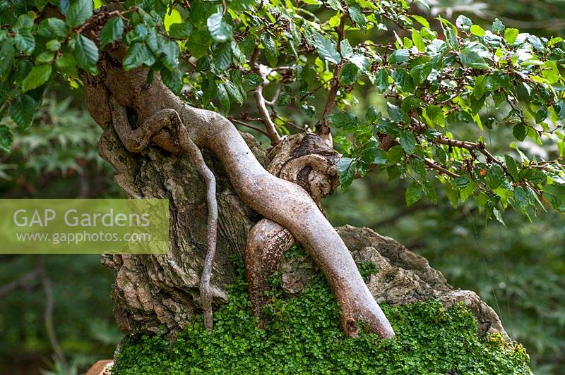Ulmus parvifolia - Chinese elm, lacebark elm tree bonsai detail in container on stoned stand. Japanese garden, Prague botanic garden bonsai collection