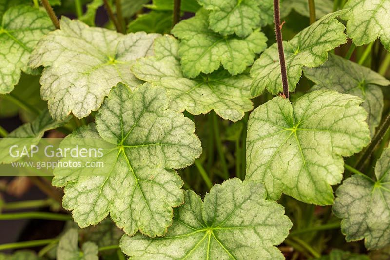 Heuchera 'Cool Dude'