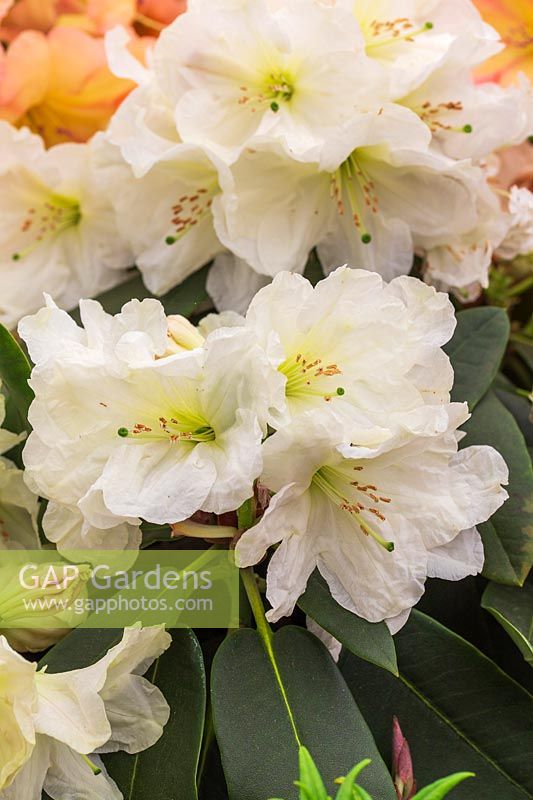 Rhododendron 'Olivia'