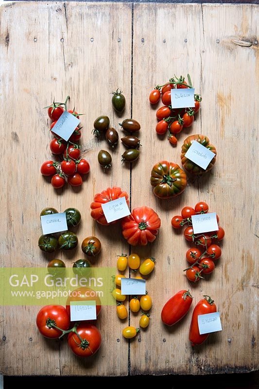 Wooden chopping board displayed with different varieties of tomatoes. 