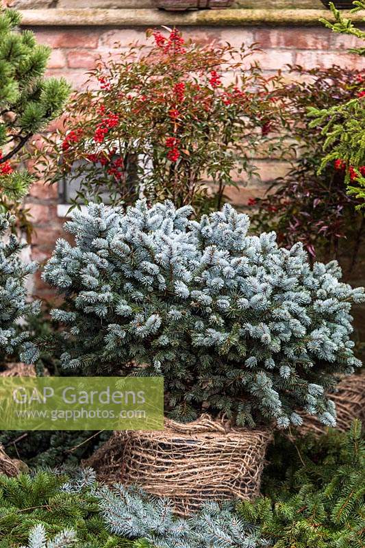 Picea pungens 'Hopsii', nursery plant with rootball wrapped in hessian