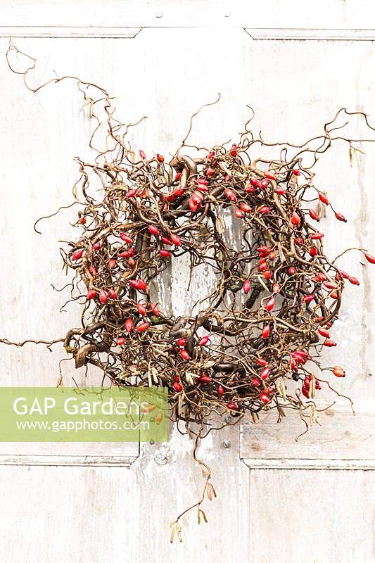 Wreath with intertwining of branches of Corylus avellana and Rosa 'Zaffiro' - Rosehips, hanging on a door