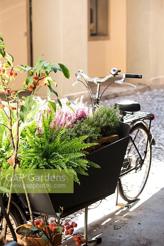 Moveable metal trough with Erica calluna - Heather , herbs and ferns, outside in narrow street