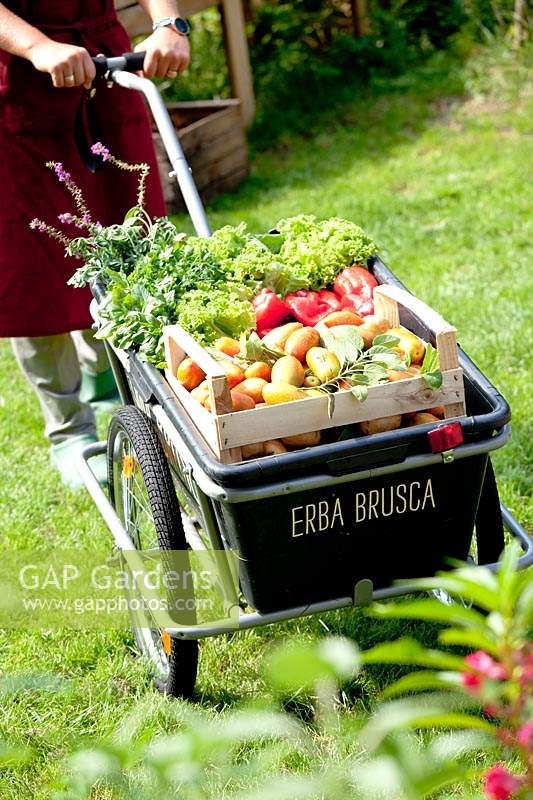 Fresh vegetable harvest from the kitchen garden being transported by wheeled cart