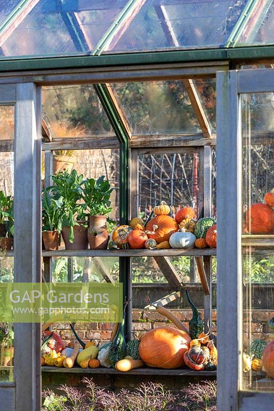 Greenhouse with autumn squashes, pumpkins and potted vegetables