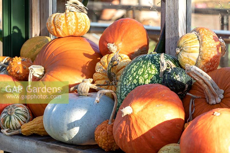 Collection of autumnal gourds, squashes and pumpkins