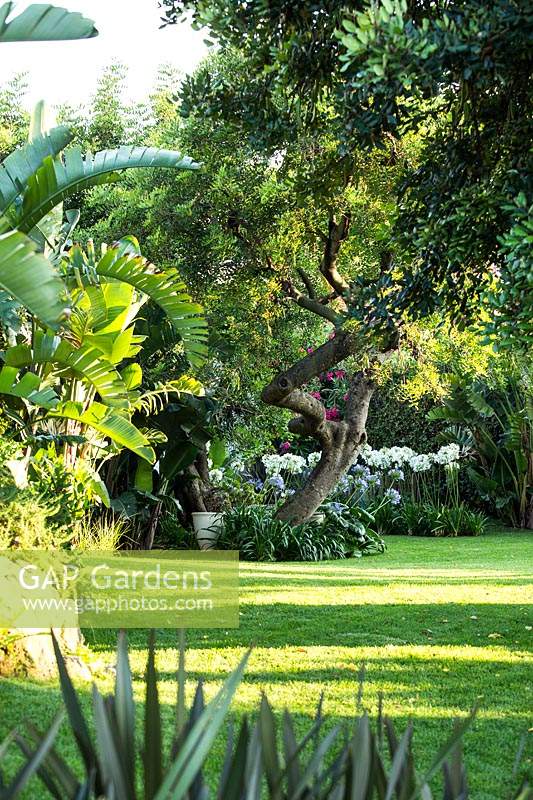 View through tropical-looking foliage such as Strelitzia nicolai over lawn to specimen tree with Agapanthus bed 