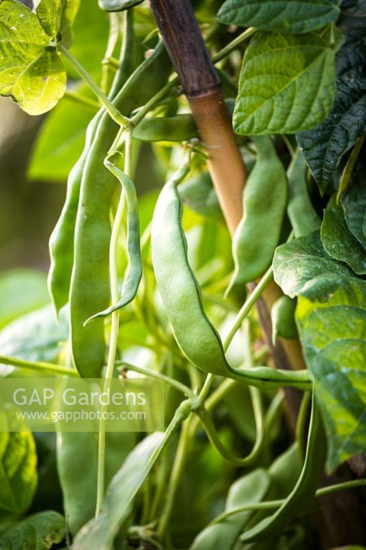 Jackdaws 'green beans'