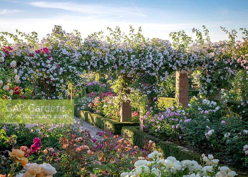 The Long Garden at David Austin Roses with Rosa 'Paul's Himalayan Musk' AGM growing over the pergola.