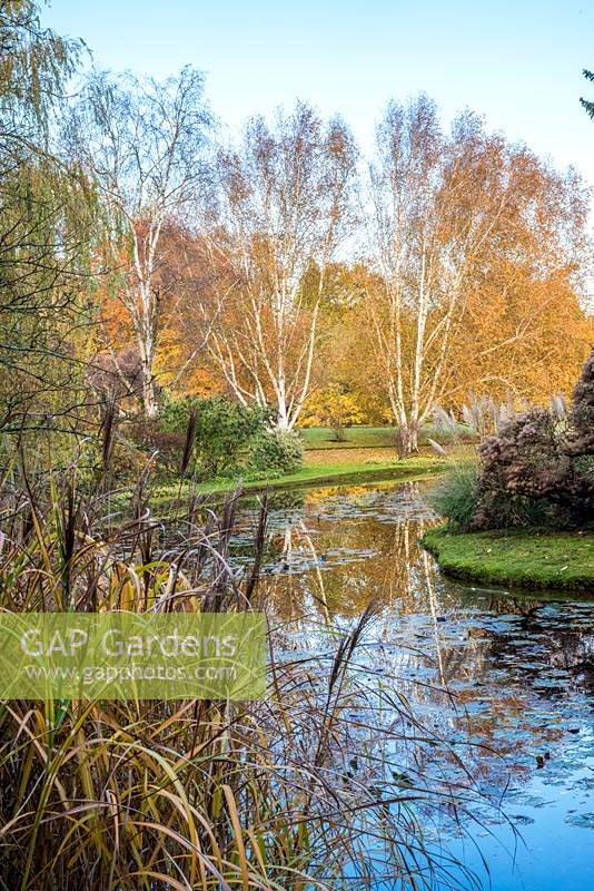 Betula var. jacquemontii - Silver Birch with autumn colours reflected in naturalistic pool with waterlilies