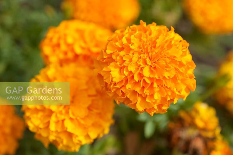 Tagetes erecta 'Antigua Orange'  African Marigold