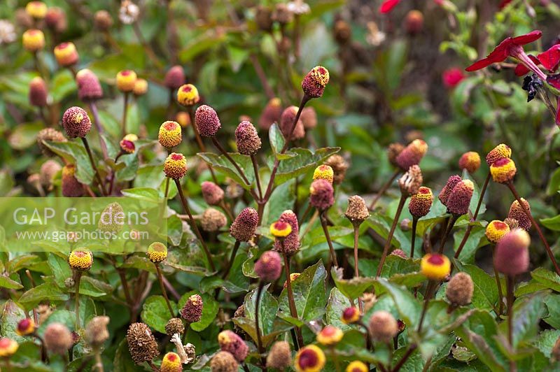 Acmella oleracea - Toothache plant, Paracress, Sichuan Buttons, Buzz Buttons, Tingflowers, Electric Daisy