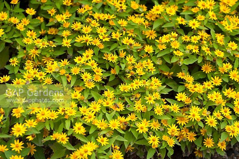 Melampodium divaricatum - Butter Daisy -  with pollinating bees
