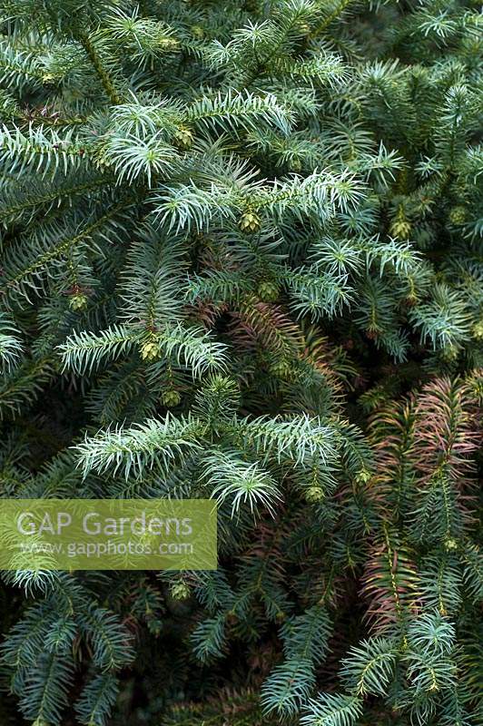 Cunninghamia lanceolata glauca - Chinese Fir - branches with cones 