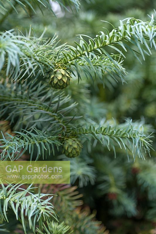 Cunninghamia lanceolata glauca - Chinese fir - branches with cones 
