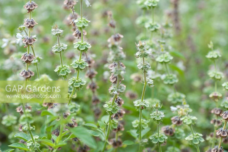 Ocimum basilicum - Basil