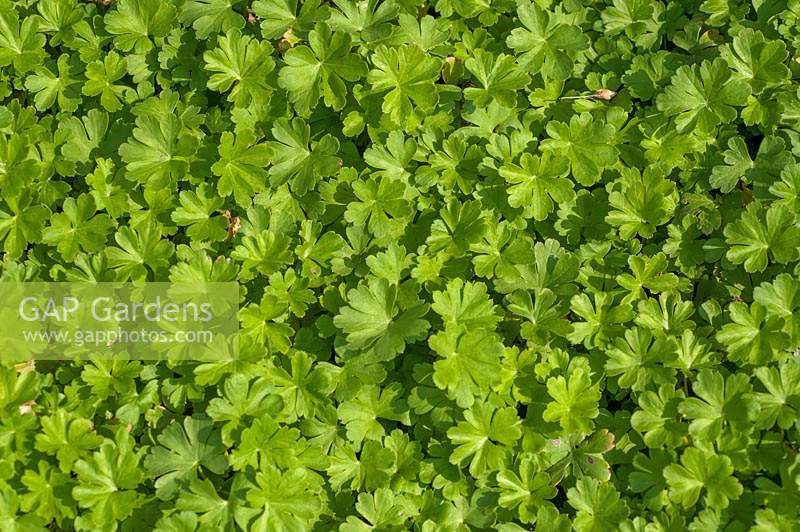 Geranium cantabrigiense 'Cambridge' green leaves, view from above