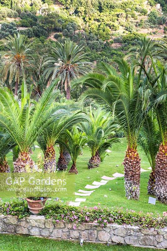 View over stone wall of an artwork comprising mass planting of Phoenix dactylifera - Date Palm - on the grass, hills beyond