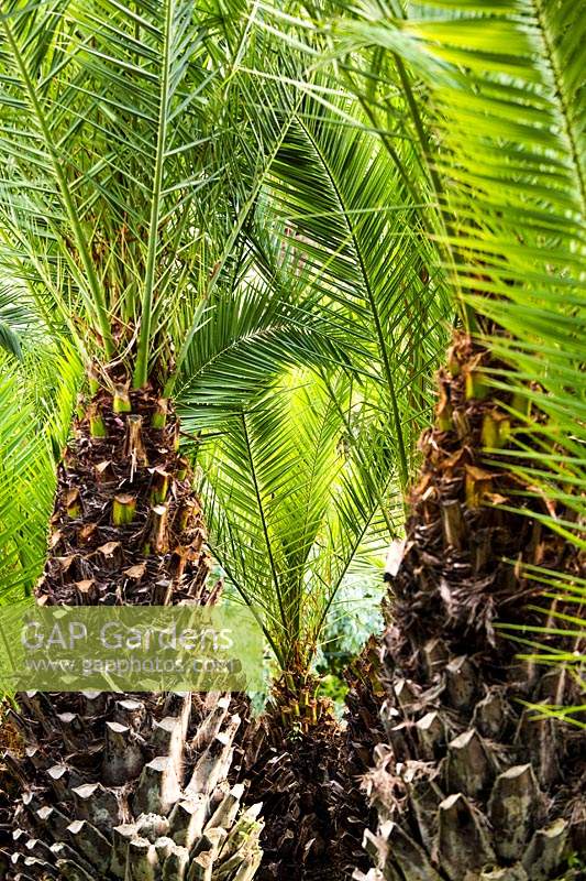 An artwork of Phoenix dactylifera - Date Palm - view up trunks towards foliage