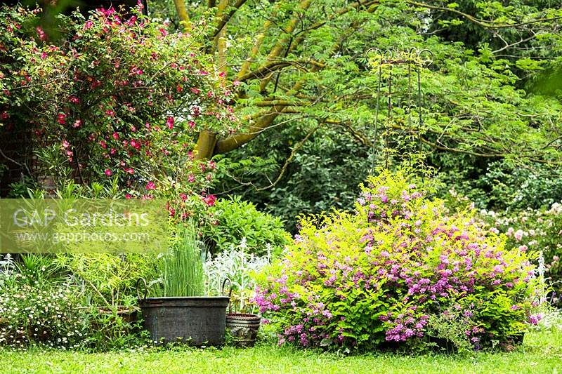 Mature informal garden with mixed borders of: Oleander, Erigeron karvinskianus, Rosa Cocktail syn. 'Meimick', Lippia citriodora, Stachys bizantina and Indigofera kirilowii