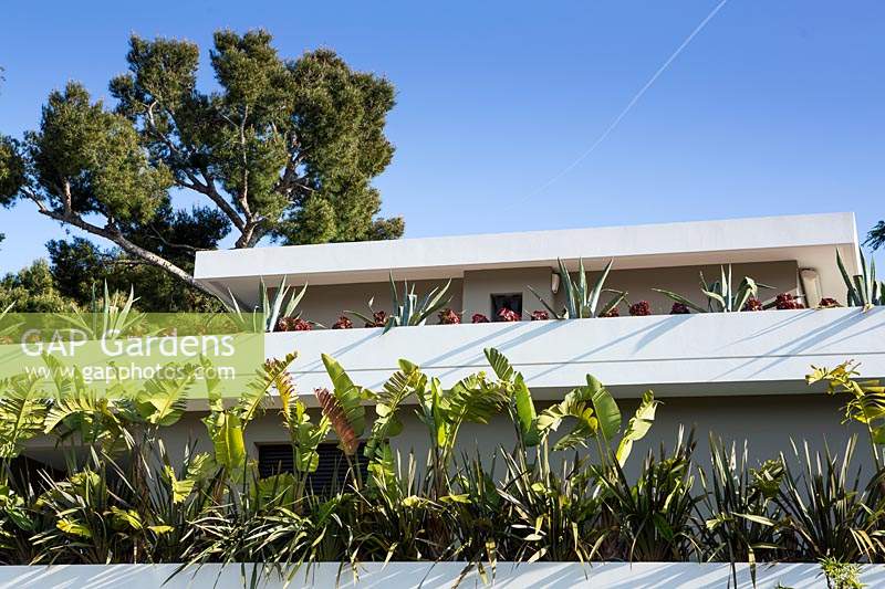 Looming up at house terrace walls with lines of architectural perennials: Phormium tenax 'Dark Brown', Strelitzia nicolai, Agave americana, Aeonium  arboreum 'Nigrum', behind house Pinus halepensis - Aleppo Pine - against a blue sky