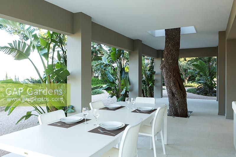 View from covered terrace with dining area to outside with Strelitzia nicolai - Bird of Paradise - planted against house pillars, trunk of Pinus halepensis - Aleppo Pine - incorporated into house architecture 