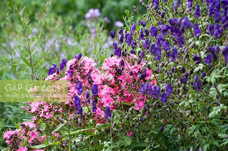 Aconitum and Phlox