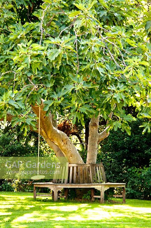 Rope swing hanging in mature tree, also circular wooden tree bench