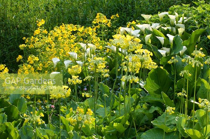 Bog planting of Zanthedeschia aethiopica and Primula veris - Cowslip
