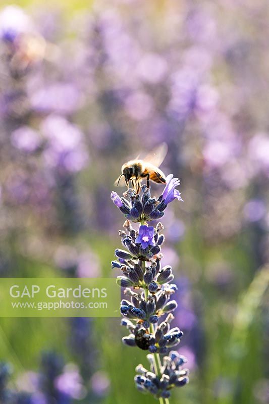 Bee on Lavandula officinalis - Lavender - in bloom
