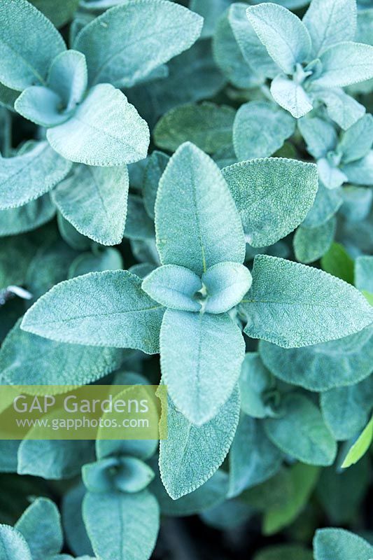 Salvia officinalis - Sage