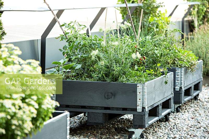 Vegetable plants such as carrot and tomato plants in wheeled recovery boxes on a roof terrace