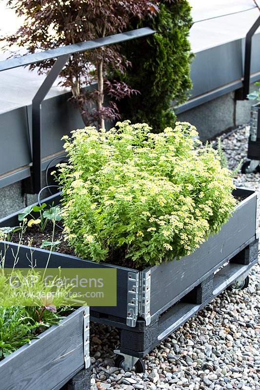 Roof terrace with wheeled boxes of Tanacetum parthenium - Feverfew