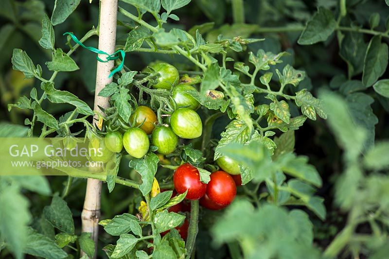 Tomato 'Big rio 2000', ripe and unripe fruit on plants supported by bamboo cane