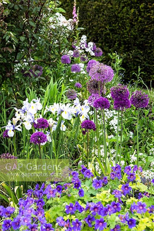 Mixed border with allium 'purple sensation' geranium magnificum, digitalis purpurea, hesperis matronalis 'alba', peonias, allium 0'christophii', iris and hosta sp. Urn garden. Glyndebourne. Uk