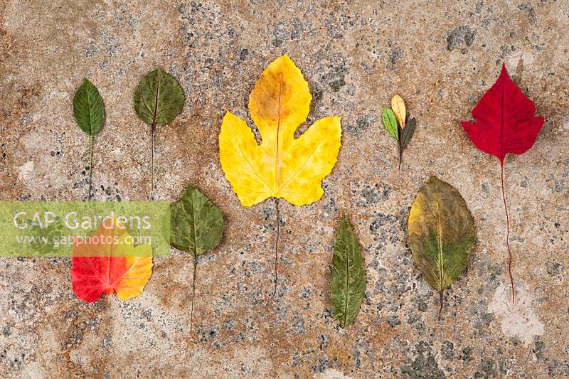 Colourful artificial leaves laid out on surface. 