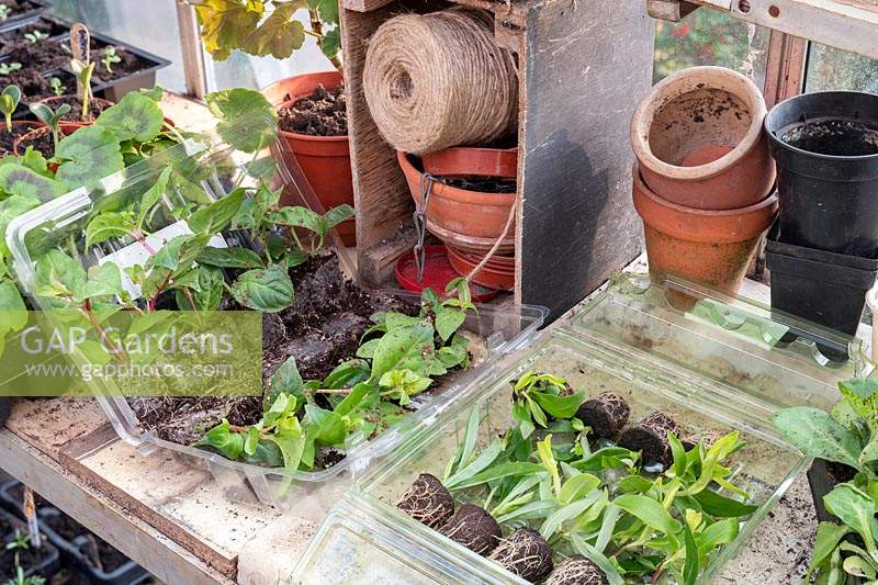 Plug plants on a greenhouse bench. 