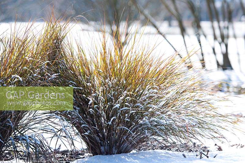 Anemanthele lessoniana - New Zealand wind grass, covered in snow in Winter. 
