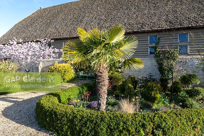 Trachycarpus fortunei in dry bed with perennials and topiary surrounded by low hedging