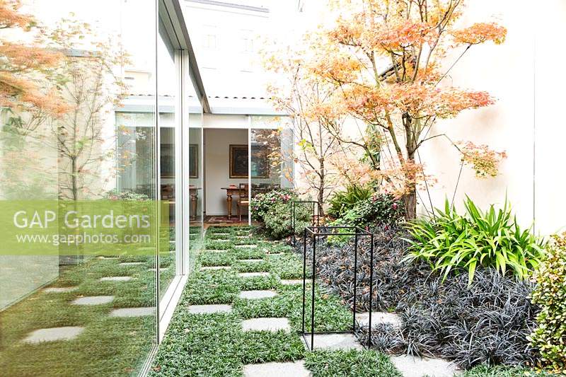 Enclosed terrace with paving stones amongst Ophiopogon japonicus 'Nanus' groundcover and a bed of shrubs and perennials including Ophipogon 'Nigrescens', Iris japonica and Acer palmatum
