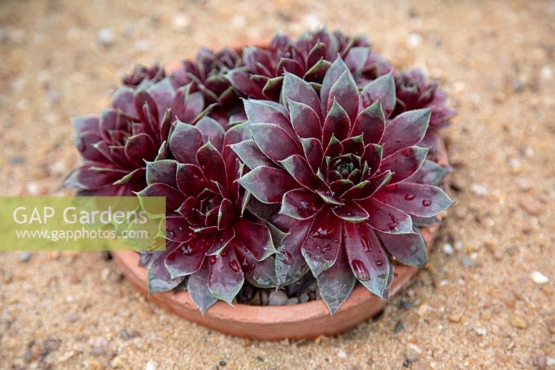 Sempervivum 'Jungle Fires' in terracotta pot plunged into sand bed