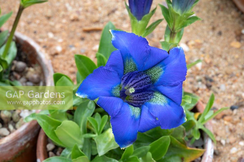 Gentiana acaulis - Stemless gentian