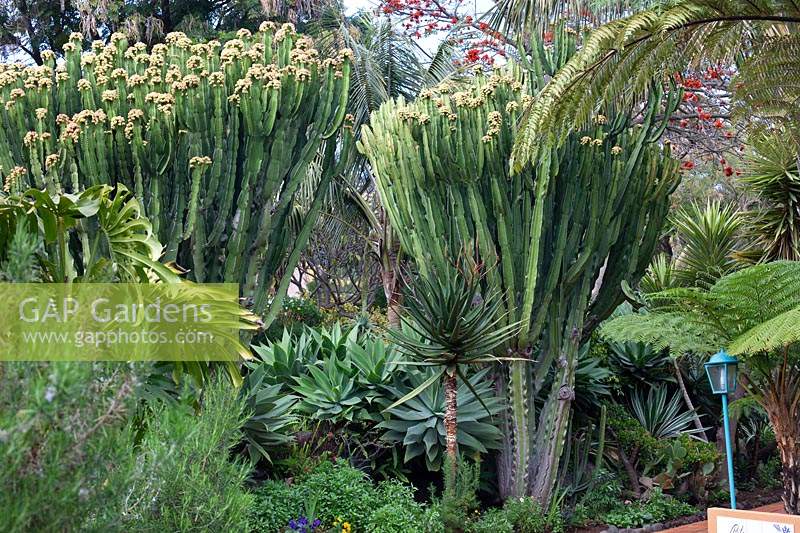 Euphorbia candelabrum in bed of foliage plants 