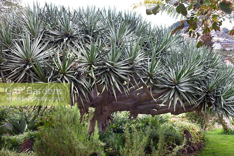 Tecoma stans at The Botanical gardens at Hotel Jardim Splendida, Canico, Madeira