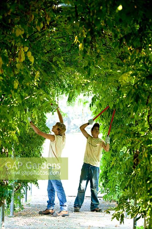 Young students pruning Wisteria.